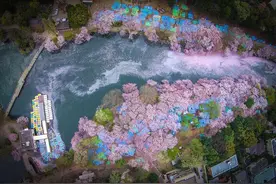 用无人机拍摄日本樱花，你绝对没有看到过这样的视角图片