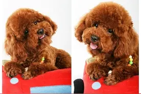 泡软狗粮喂成犬会引发结石吗？图片