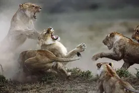 盘点动物界生死搏斗惨烈场面：圈养老虎不敌黄牛落荒而逃图片