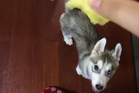 男子拿食物引诱二哈后，没想到它宁死不屈，拿出来就必须要给我吃图片