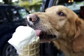 不要给狗狗“冰淇淋”的爱图片