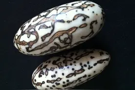 挑选千眼菩提，再不看眼睛就被药了！图片