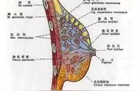 奶线少就是乳汁少么？你的输乳孔有几个？图片