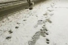 环卫工人好搭档流浪狗，帮忙捡树叶风雨无阻图片