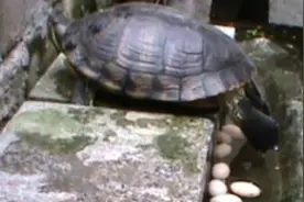 难得一见珍闻：家养乌龟产蛋实录，动作奇妙如跳拉丁舞图片