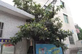 枇杷，是果中之冠也是中药，治疗咳嗽都知道，但治这种病您不知吧图片