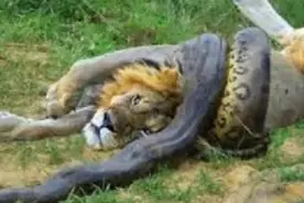 凶猛的野生动物：蟒蛇捕猎雄狮子，棕熊也被当做盘中餐！图片