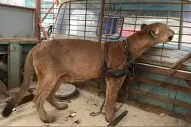 美洲狮被铁锁绑了十年，救援人员为它开锁后它竟做出了这样的举动图片