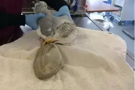 ​想不到书中教的鹬蚌相争，生活中真发生了，但结局令人跌破眼镜图片