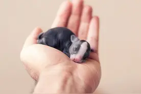 宝贝兔养成记：刚出生的兔宝宝30天成长记录图片