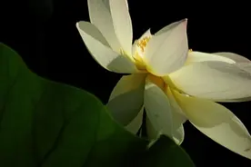 直通车内训干货全套图片