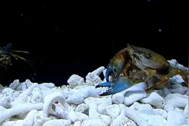 雀尾螳螂虾与螃蟹大战，螃蟹突然被打断钳，而后来螃蟹竟这样战斗图片