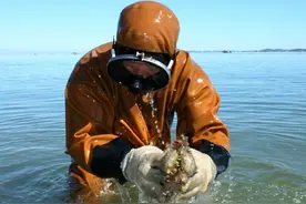 买卖海参的猫腻，不知道，千万别买！图片