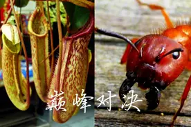 杀手之间的对决，猪笼草VS蚂蚁图片