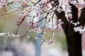 那一场花瓣雨，唯美而忧伤图片