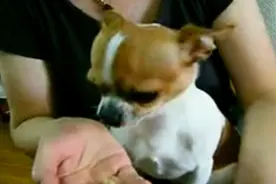 这个吉娃娃脾气还真大，边吃饭还边发脾气