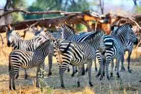 落单斑马遇上狮群 半小时不到尸骨无存图片