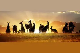 在澳洲碰到的奇葩美食图片