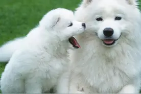 母犬生育宝宝全过程，小主可别手足无措你需要这样做图片