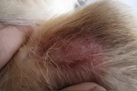 狗狗得了皮肤病怎么办？不用着急，学会这几招就可以轻松解决了图片