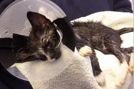 小猫身上沾满了胶水，手掌粘在脸上拿不下来，真是惨不忍睹图片