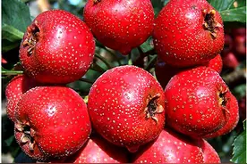 孕期禁忌的水果，这些你都知道吗？图片