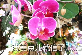 蝴蝶兰居然能长在了树上，我差点儿就信了图片