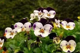 高中英语道歉信写作，知道这些足够了！图片