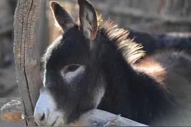 驴的养殖前景怎么样？图片