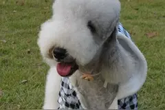 “史努比”的原型竟是贝灵顿梗，最忠实的伴侣犬图片