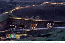 瑞视觉：夕阳·牧归（草原天路）图片