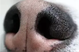 家中狗狗的鼻子颜色为什么变了？原来可能是因为这些！图片