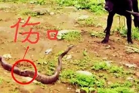 细数蛇在头条的20种惨痛经历。。图片