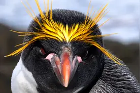 马可罗尼企鹅图片