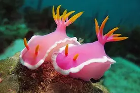 色彩斑斓的海蛞蝓图片