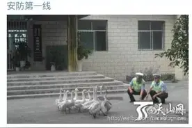 鹅的战斗力到底有多强图片