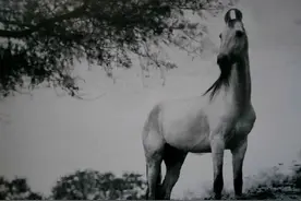 你是否也会时常梦见一片草原图片