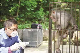 黔灵山猕猴“内斗”同样为了这三件事：撩妹、抢食、占山头图片