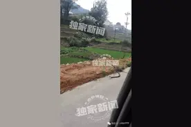 从山里回来偶遇一条大蛇,目测是眼镜蛇王,要成精了!图片