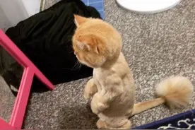 喵喵无法接受自己的新造型，竟然在镜子面前瞬间石化瘫坐在地上图片