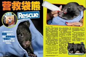一只失去妈妈的小袋熊得到了“英雄们”的帮助~图片