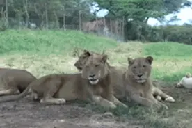 她们在车里观赏狮子，没想到一只狮子突然跑过来把车门打开了图片