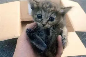 小猫是由这群雪貂帮忙照顾抚育得，怎料喵长大后画风整个大变图片