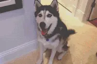 主人跟二哈玩捉抓迷藏系列之聪明与蠢二的完美结合！图片