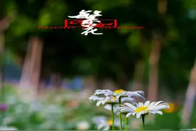 路边的野花你不要采图片