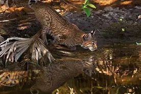 鳄鱼以闪电般的速度突袭山猫，不到一分钟就享受了美味大餐图片