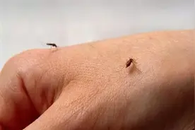 科普丨食物驱蚊6大招，保你睡个安稳觉图片