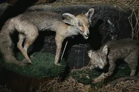 “疯狂动物城”的背后却有个如此令人心酸的现实！图片