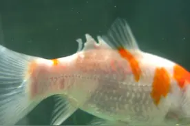 水质原因引起的锦鲤烂鳍烂尾图片