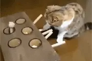 萌宠趣事第280：同样是猫，穷富差别居然这么大图片